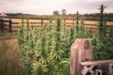 Peut-on cultiver du CBD en France en respectant la législation ?