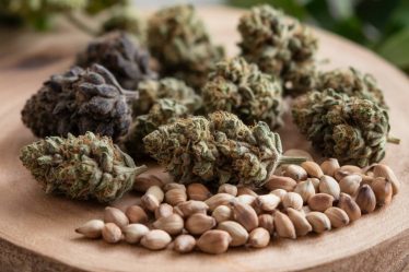 Comment choisir les meilleures variétés de graines de cannabis pour une culture en extérieur réussie