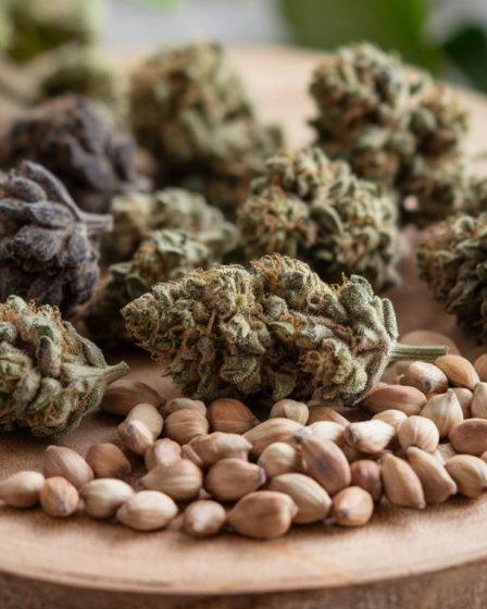 Comment choisir les meilleures variétés de graines de cannabis pour une culture en extérieur réussie
