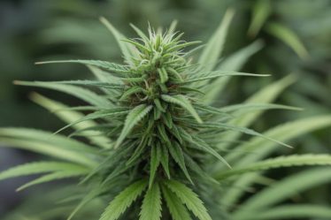 Les effets du CBD sur la concentration et la productivité : mythe ou réalité ?