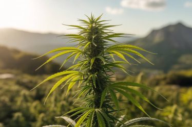Les différences entre cannabis récréatif et cannabis médical : ce que dit la loi française en 2024