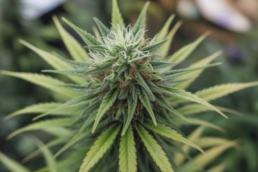 Cannabis et créativité : comment le THC et le CBD influencent l'inspiration artistique