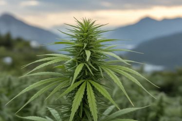 Cannabis et système immunitaire : comment le CBD et le THC influencent nos défenses naturelles