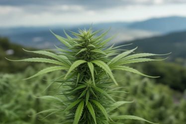 Conduite et cannabis : ce que dit vraiment la loi française sur le THC et le CBD au volant