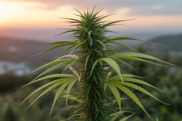 Cannabis et santé mentale chez les jeunes : que disent réellement les études scientifiques récentes ?