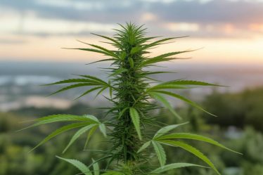 Cannabis et ménopause : comment le CBD et le THC peuvent aider à soulager les symptômes selon la science et la loi française