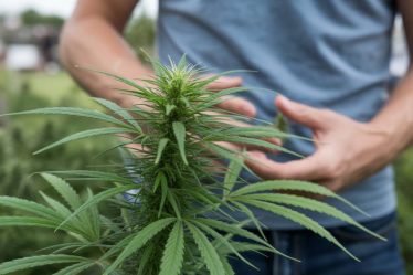 Cannabis et troubles digestifs : le CBD et le THC peuvent-ils soulager les symptômes du syndrome de l’intestin irritable ?