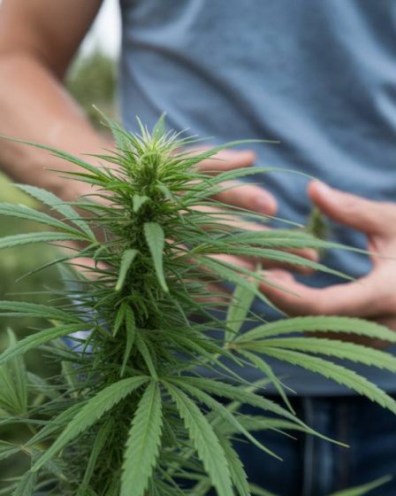 Cannabis et troubles digestifs : le CBD et le THC peuvent-ils soulager les symptômes du syndrome de l’intestin irritable ?