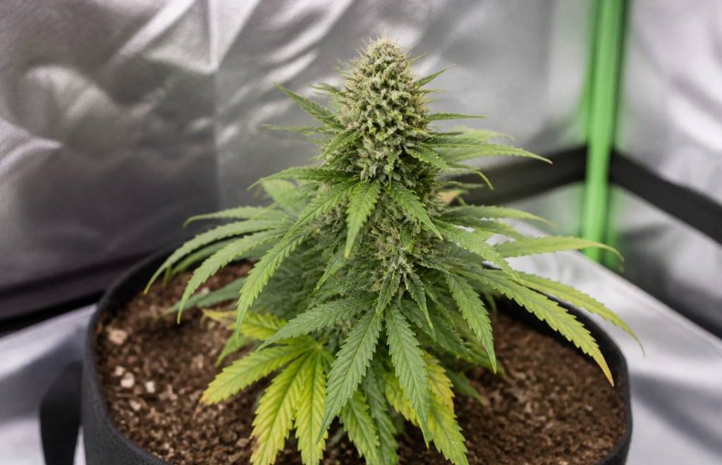Graines de cannabis autofloraison : avantages, inconvénients et conseils pour bien les choisir