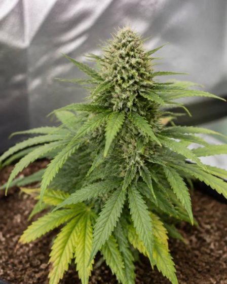 Graines de cannabis autofloraison : avantages, inconvénients et conseils pour bien les choisir