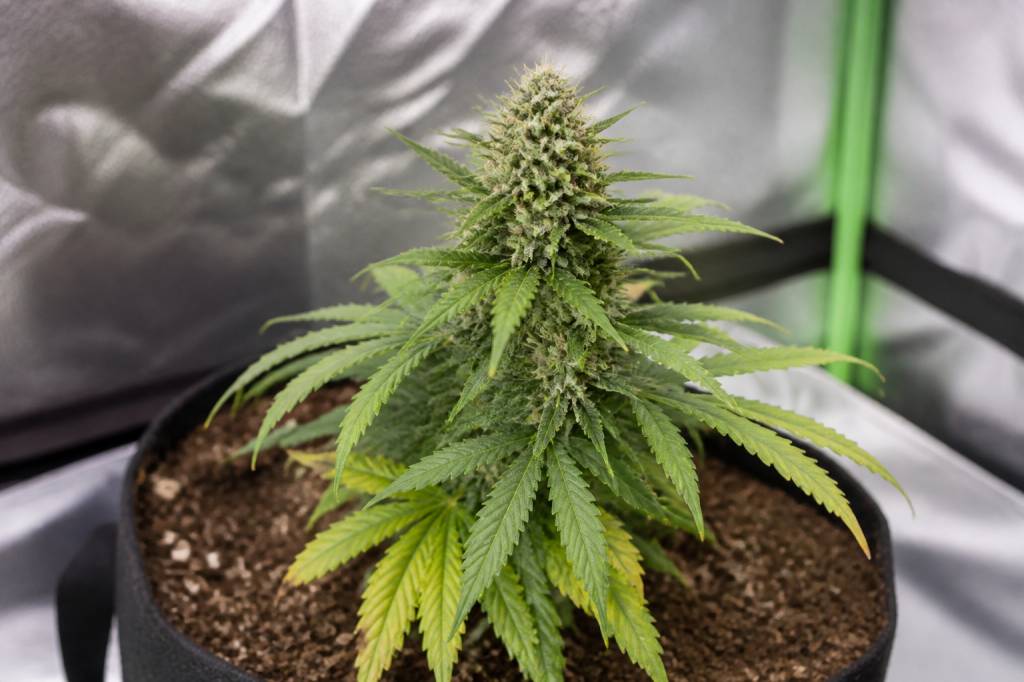 Graines de cannabis autofloraison : avantages, inconvénients et conseils pour bien les choisir