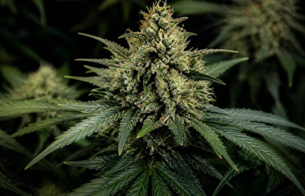 Fruit spirit : tout savoir sur cette variété de cannabis