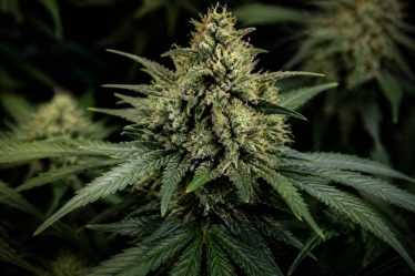 Fruit spirit : tout savoir sur cette variété de cannabis