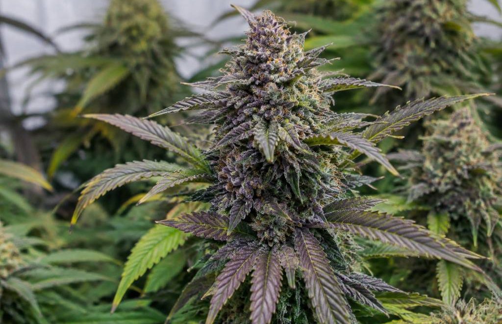 Purple Auto : caractéristiques et conseils de culture de cette variété de cannabis