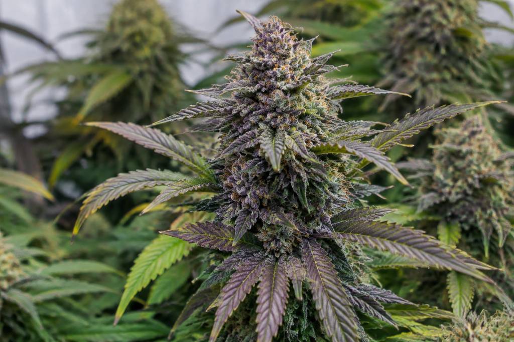 Purple Auto : caractéristiques et conseils de culture de cette variété de cannabis
