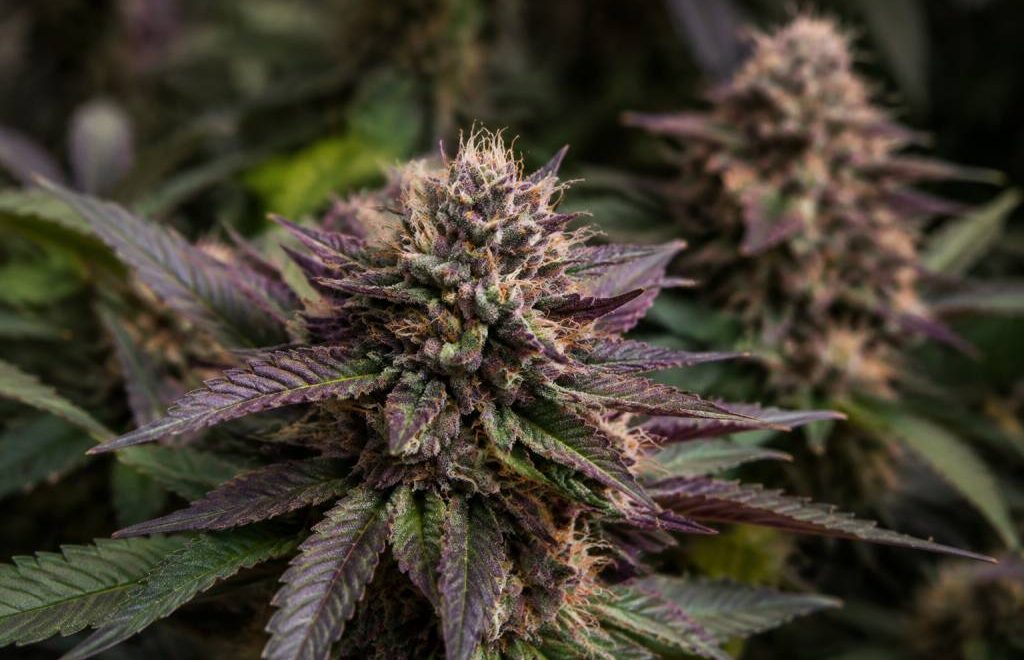 Purple weed : comprendre le cannabis aux fleurs violettes