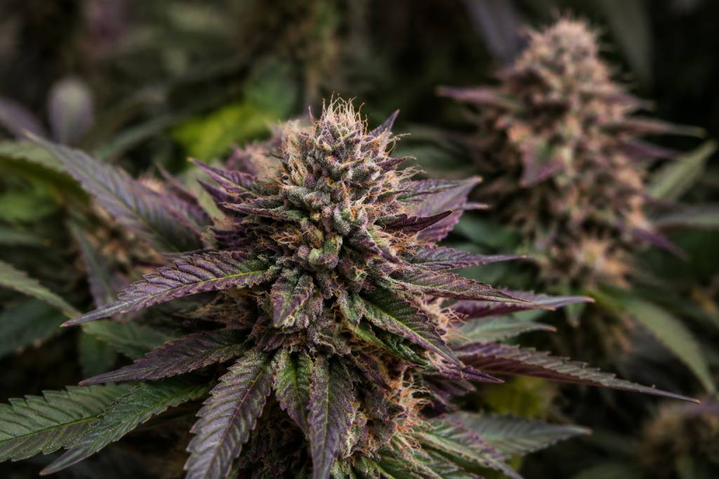 Purple weed : comprendre le cannabis aux fleurs violettes