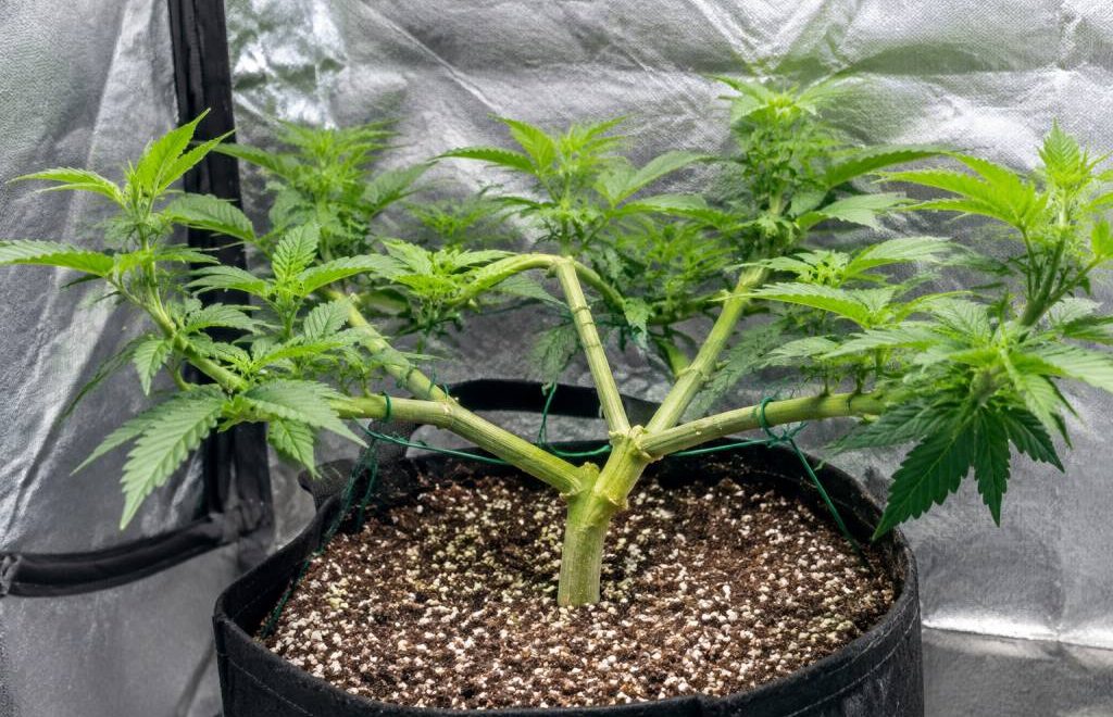Main lining : guide pour optimiser la culture du cannabis en intérieur