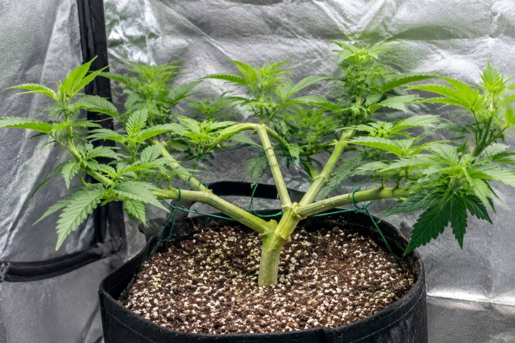 Main lining : guide pour optimiser la culture du cannabis en intérieur