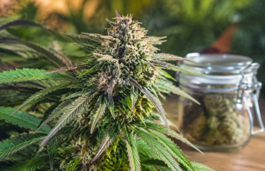 Pink mist : origine, effets et conseils d’utilisation de cette variété de cannabis