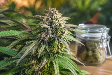 Pink mist : origine, effets et conseils d’utilisation de cette variété de cannabis