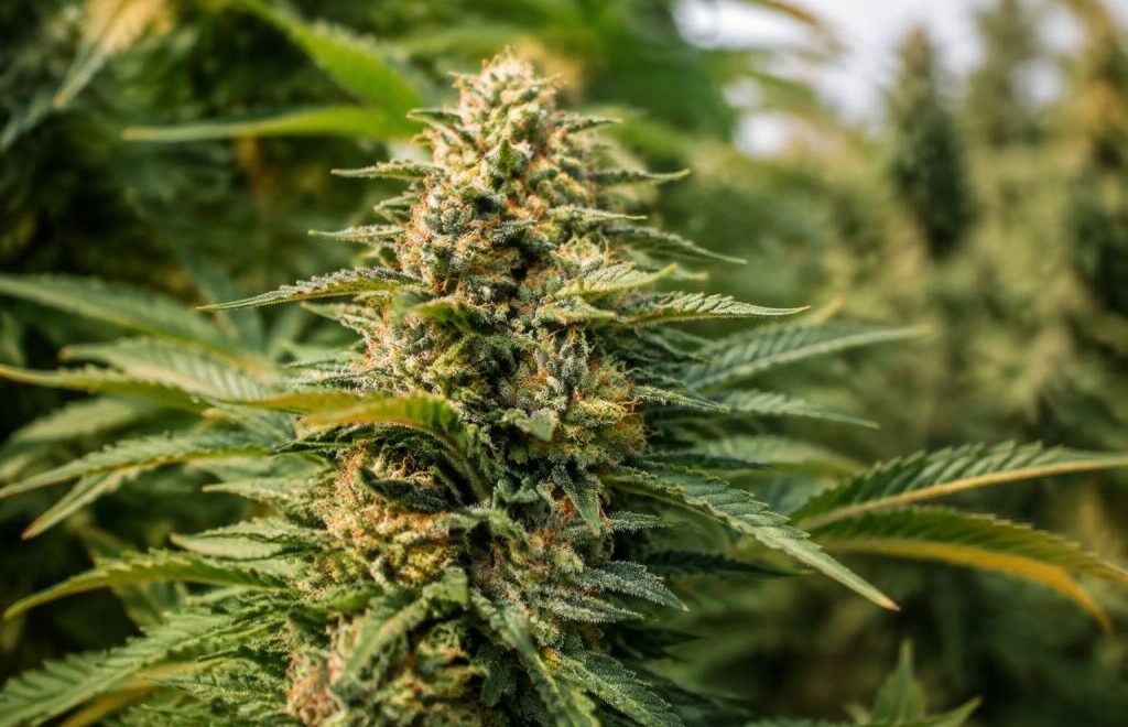 Banana fat : origine et caractéristiques de cette variété de cannabis