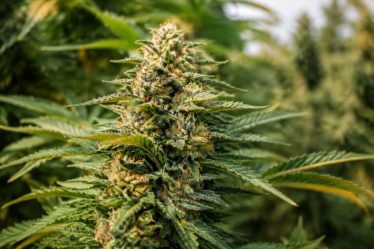Banana fat : origine et caractéristiques de cette variété de cannabis