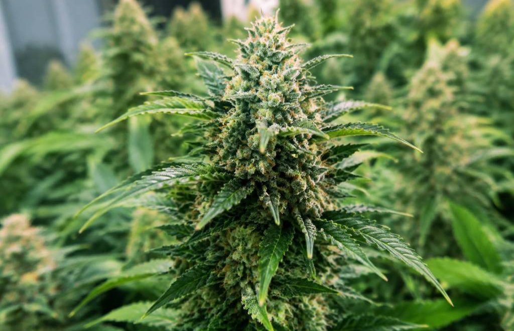 Green gelato automatic : guide de culture et caractéristiques de la variété