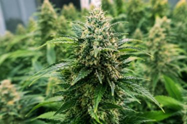Green gelato automatic : guide de culture et caractéristiques de la variété