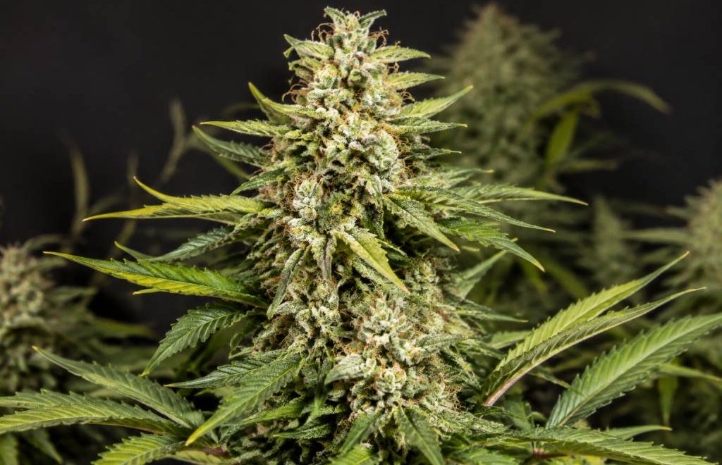 Milky Way F caractéristiques et culture de cette variété de cannabis hybride