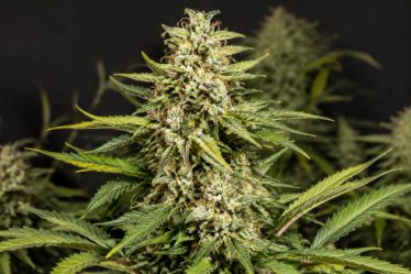 Milky Way F caractéristiques et culture de cette variété de cannabis hybride