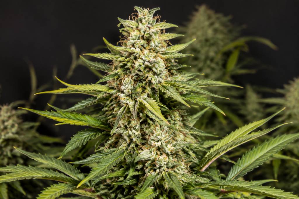 Milky Way F caractéristiques et culture de cette variété de cannabis hybride