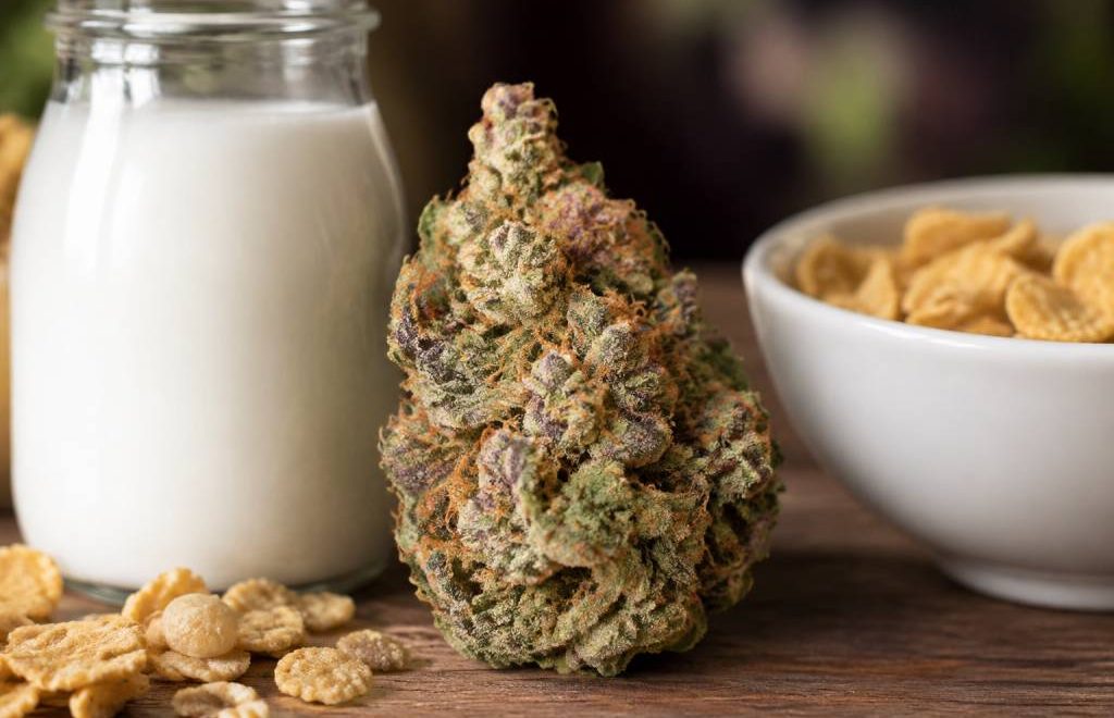 Cereal milk : profil aromatique et caractéristiques de cette variété de cannabis
