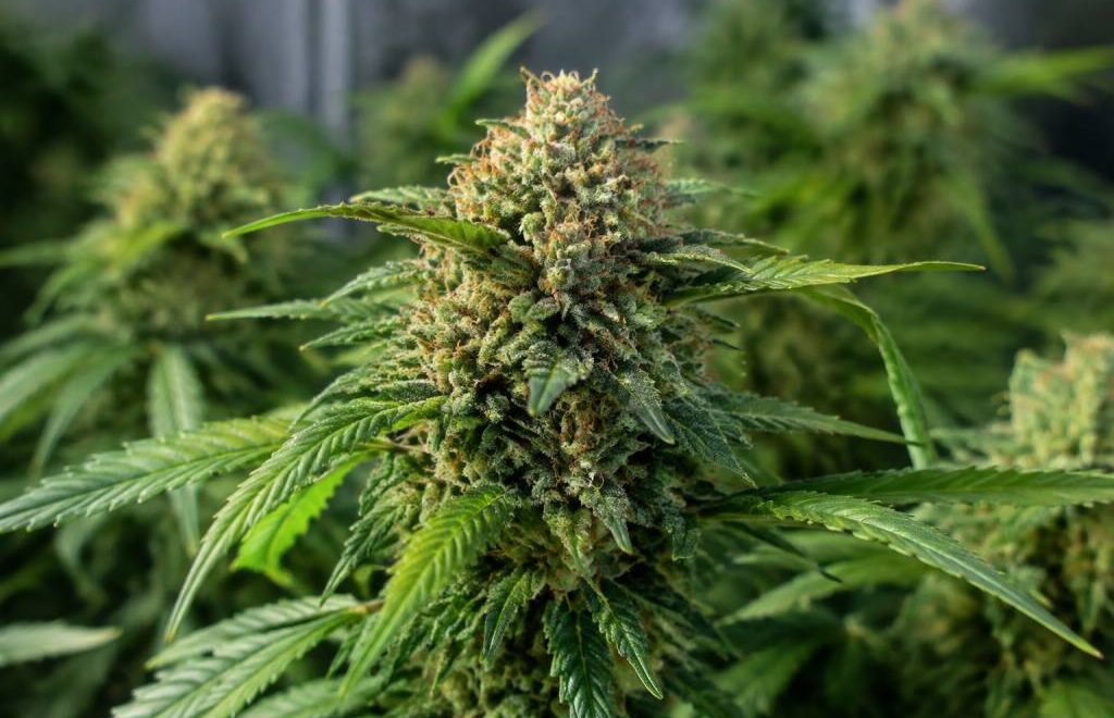 Hyperion F caractéristiques et culture de cette variété hybride de cannabis