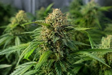 Hyperion F caractéristiques et culture de cette variété hybride de cannabis